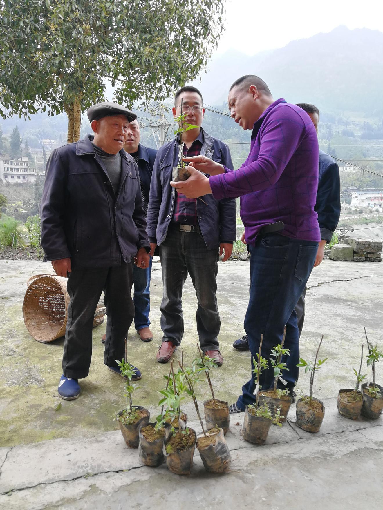 村干部指导村民种植藤椒.jpg