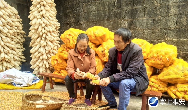 李登杰帮助邻居万有蓉家剥玉米1.jpg