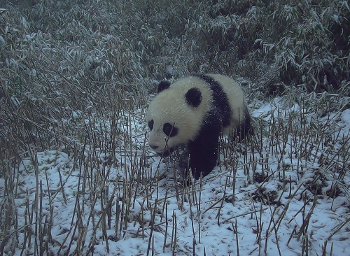 母子同框！四川天全喇叭河自然保护区首次拍摄到野生大熊猫母子活动影像