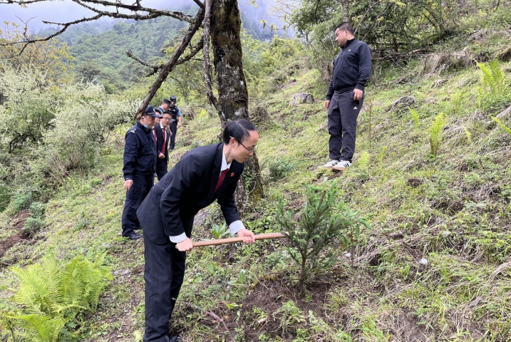 宝兴县法院：组织开展补植复绿活动 恢复一片林 教育一群人