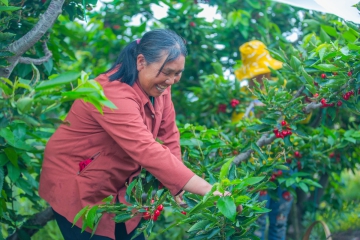 “汉源甜樱桃”亮相中国樱桃品牌大会  入选2022年度受市场欢迎的樱桃区域公用品牌20强榜单