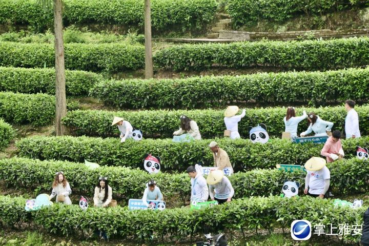 雅安强力推动雅茶产业转型升级 实现逆势上扬稳产增收