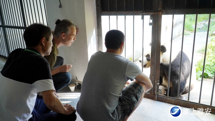 节目组外国观察员与大熊猫近距离接触.jpg