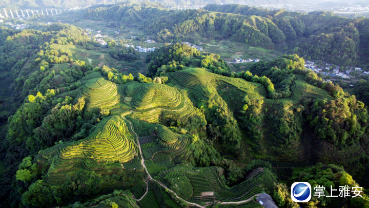 我市立足加快打造蒙顶山茶百亿产业发展目标提升蒙顶山茶品牌影响力和市场占有率图为名山区大地指纹6.jpg