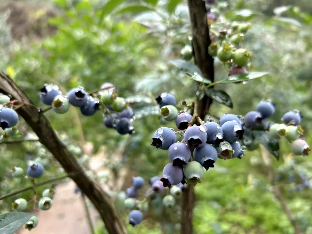 “蓝”不住的“莓”好时光，尽在初夏时节绿美天全