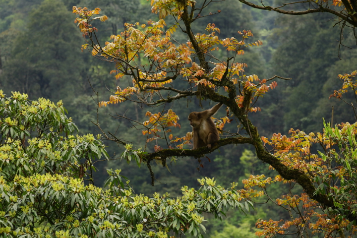 雅安是四川生物多样性最丰富的区域之一图为国家二级保护动物藏酋猴 宋心强 摄8.jpg