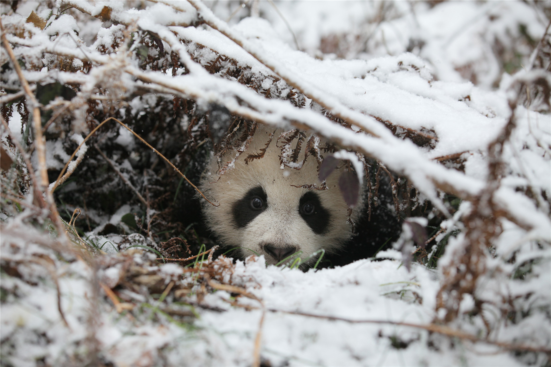 淘淘在雪中.jpg