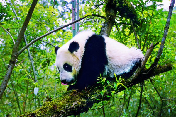 一个记者的“大熊猫情结” | 用影像和文字讲述大熊猫和“熊猫故乡”的故事