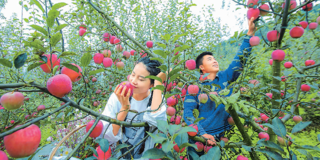 雅安市汉源县苹果丰收场景。宋豪新 郝立艺 摄.png