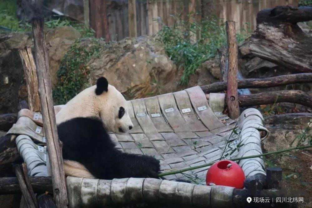 直播 | 旅美大熊猫“贝贝”乘坐专机回家啦！