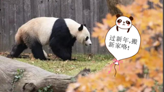 海归大熊猫“贝贝”今天搬新家，正式与公众见面！